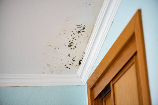 Best Bathroom Mold Remediation in USA